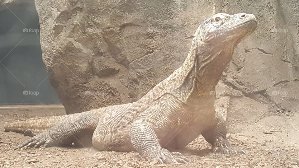 komodo