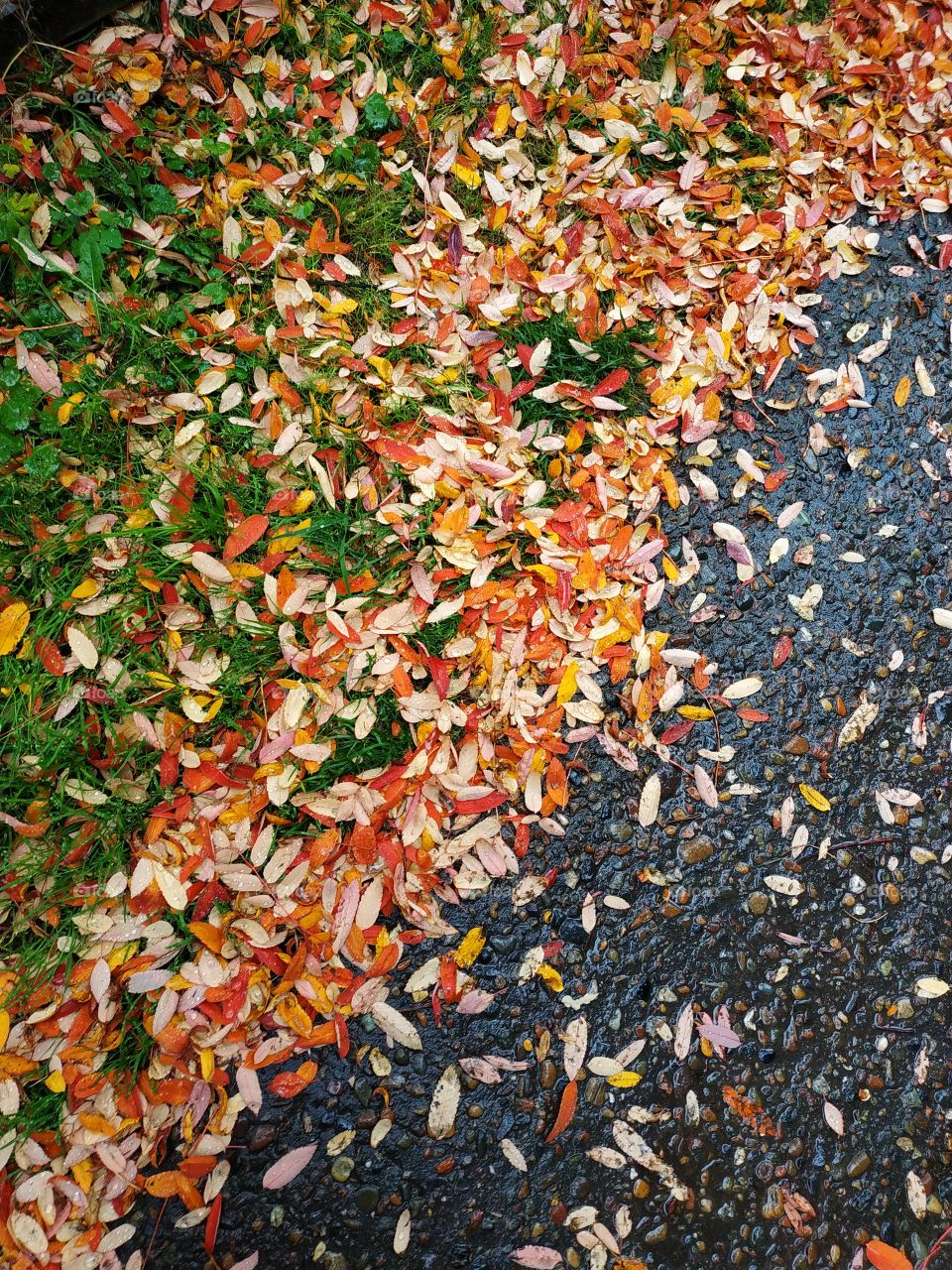 Autumn leaves