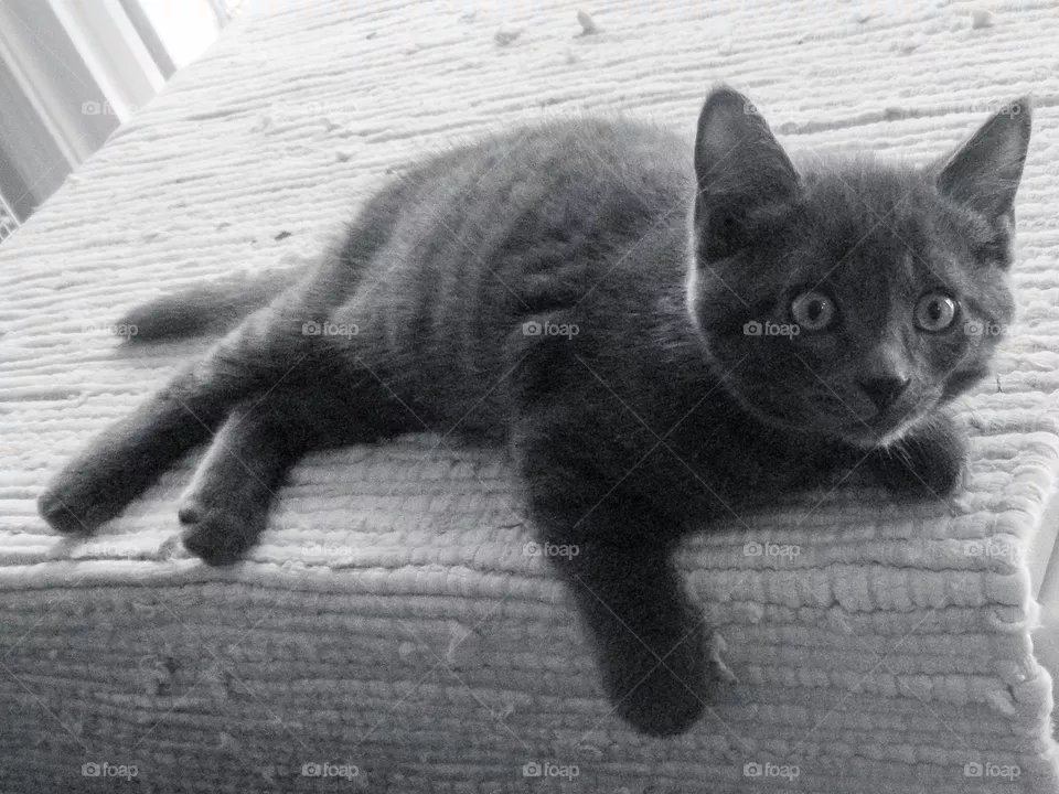Just over 10 years ago my hubby thought it was a good idea to feed a stray pregnant cat smoked salmon. She decided to stay with us camping & had her four boys in our tent trailer. This is Charlie the youngest. 