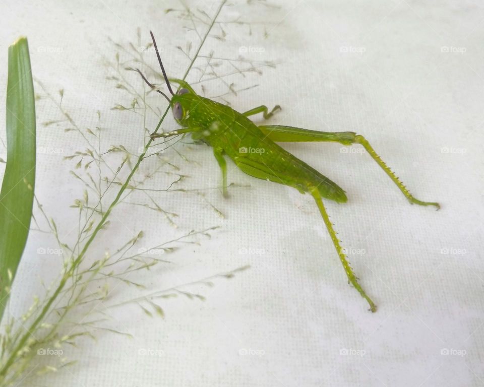 Mantis on the floor