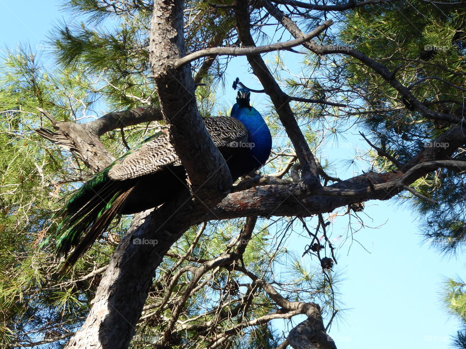 Peacock in the tree