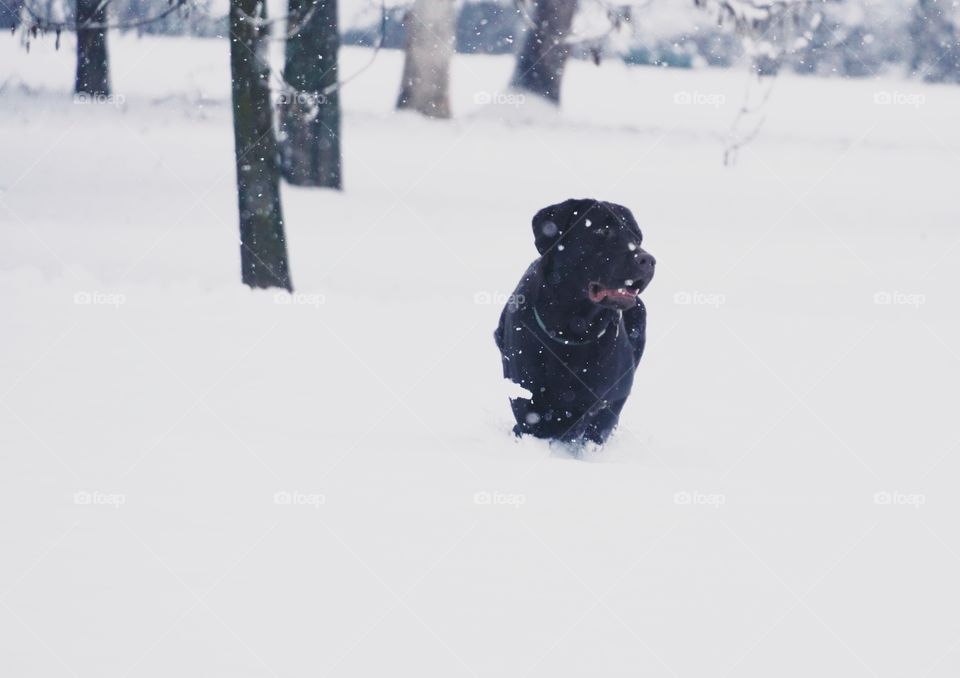 Black dog is playing in the park