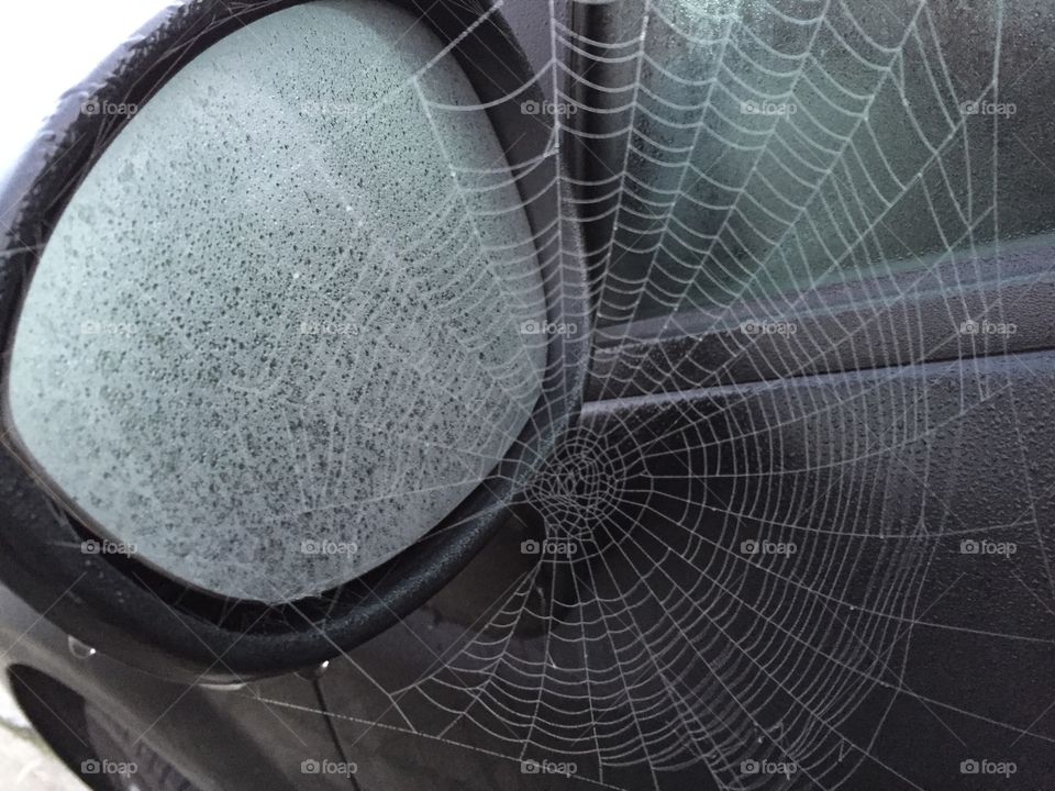 cobweb on wet car door