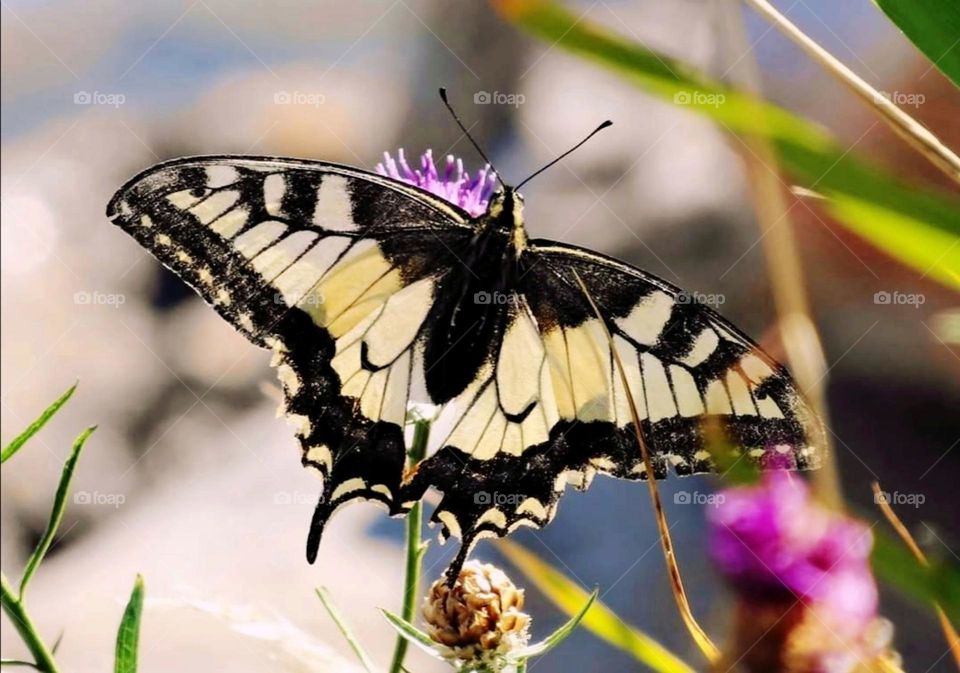 Machaon butterfly