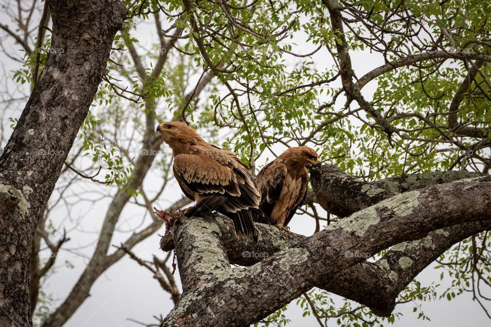 Lunch time - a pair of tawny eagles enjoy a branch while one feeds on their catch