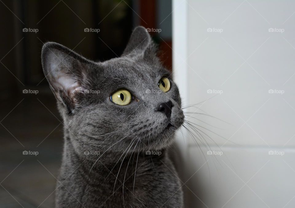 russian blue cat beautiful portrait