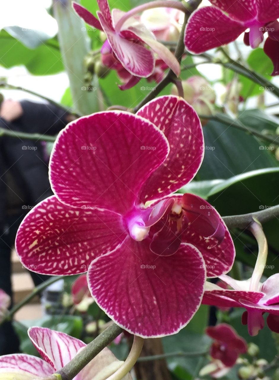 Orchid Show