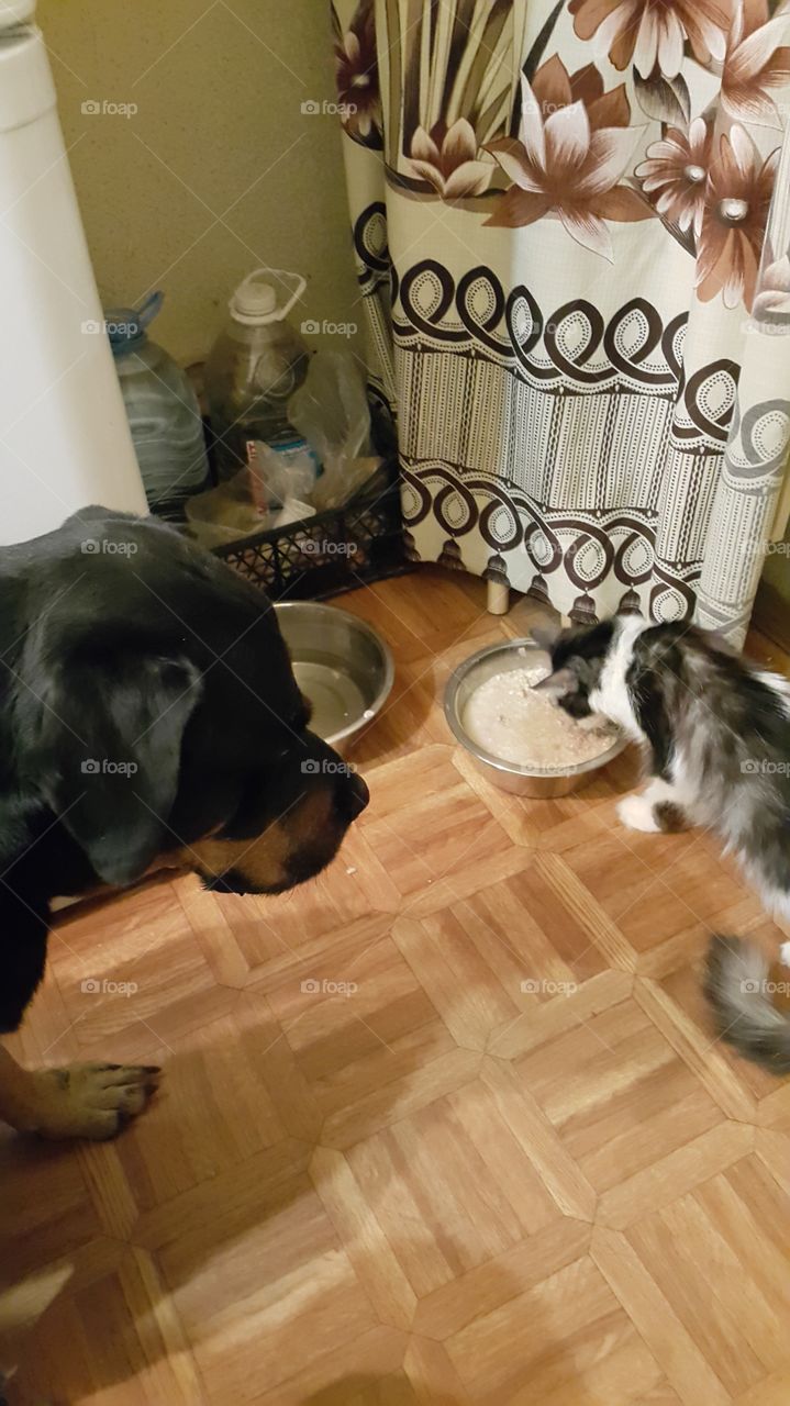Dog rottweiler and black and white cat