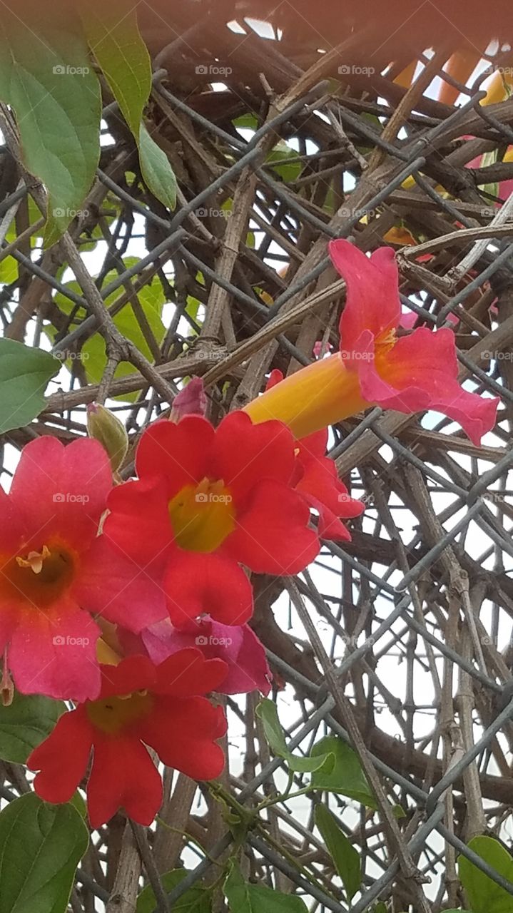 orange bell blossoms