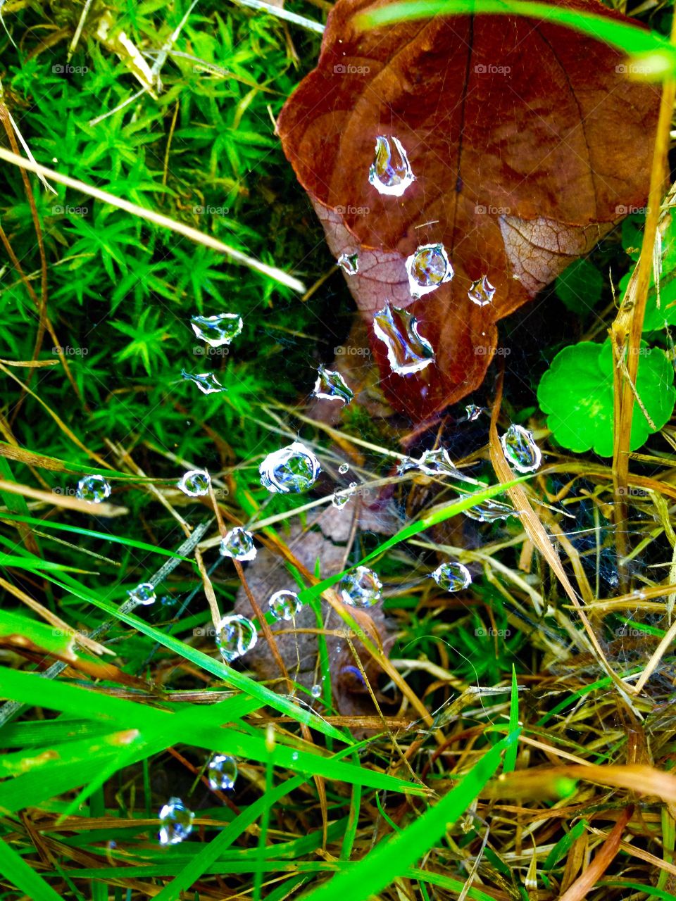 Web Diamonds 