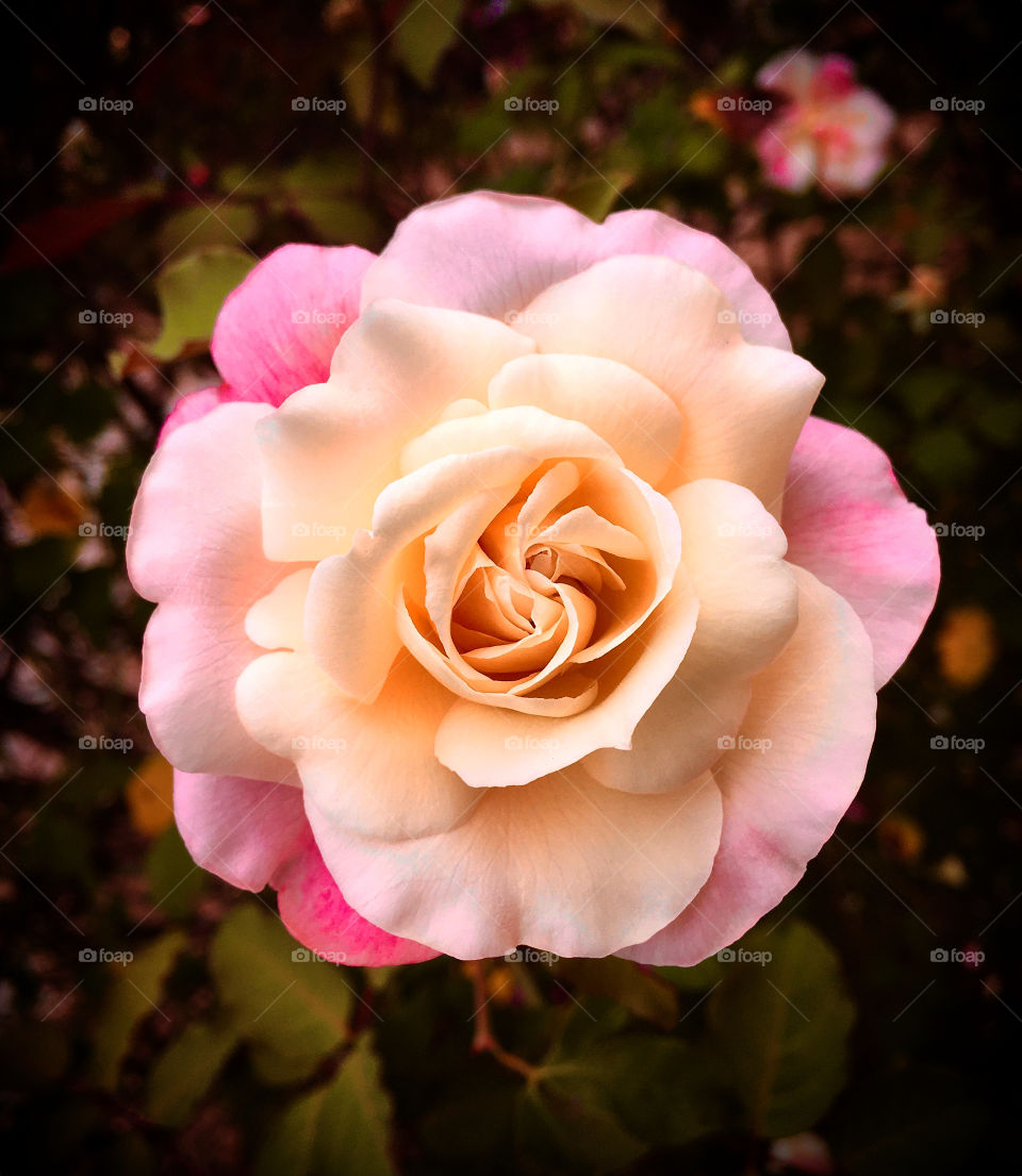 🌼#Flores do nosso #jardim, para alegrar e embelezar nosso dia!
#Jardinagem é nosso #hobby.
🌸 🌹 
#flor #flowers #flower #pétalas #garden #natureza #nature #flora #photography #fotografia