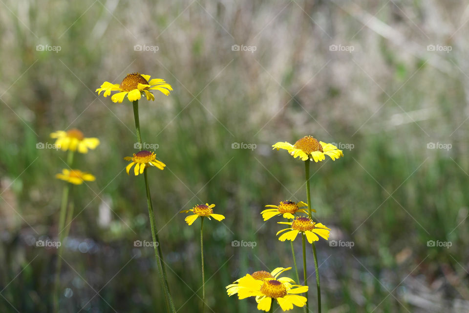 Selective view of flowers in field