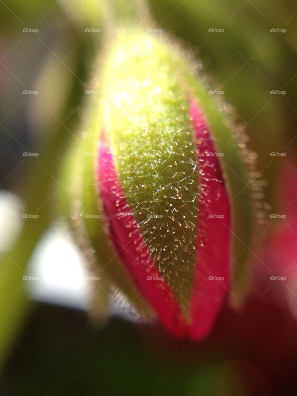 Flower bud