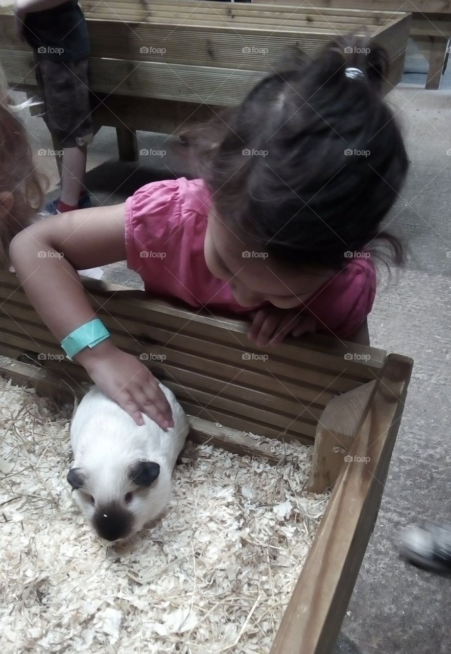 Child, guinea pig, gentle