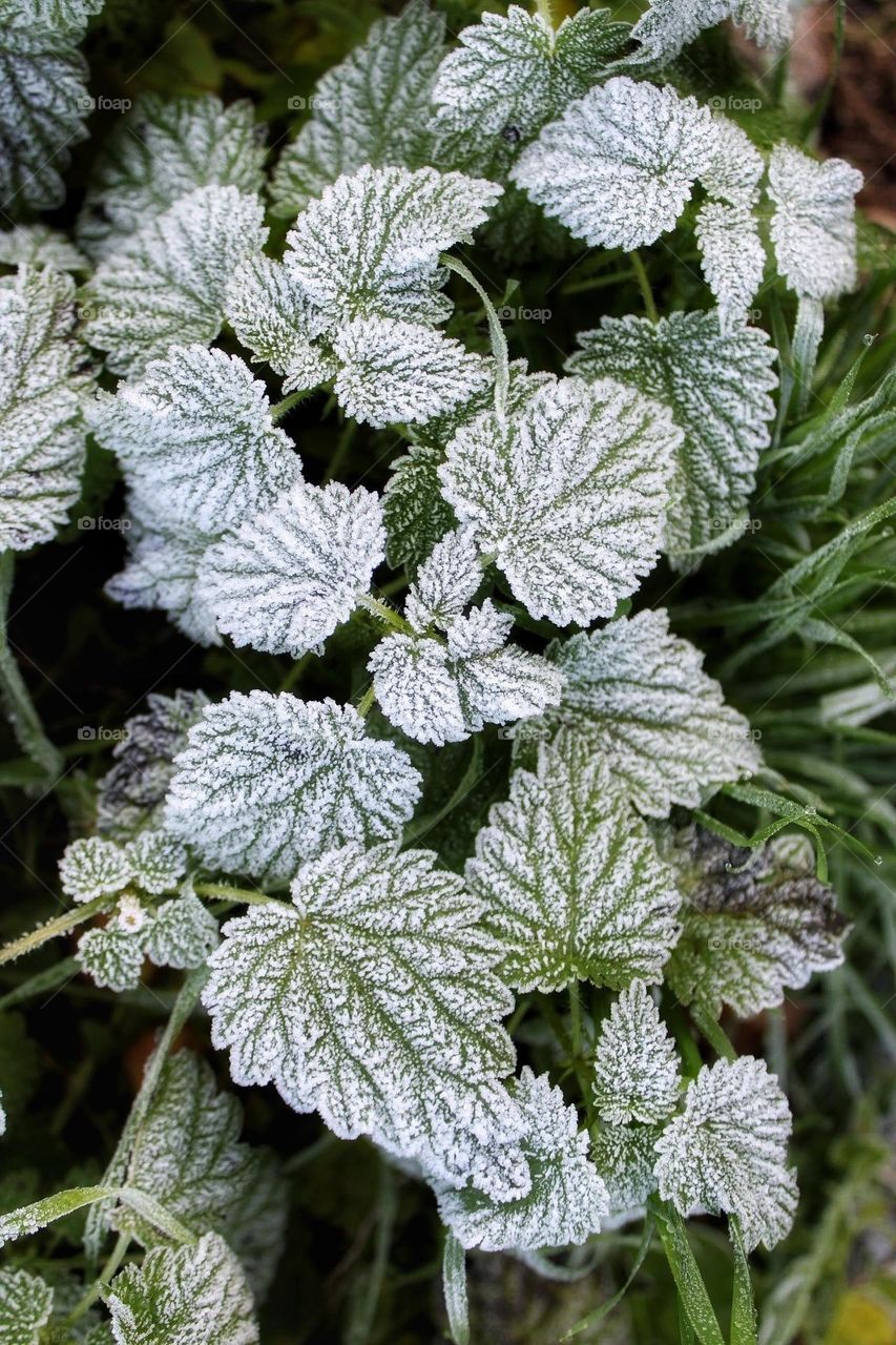 Macro close-up of frost dusted green leaves, resembling icing sugar, on a bed of green blades of grass