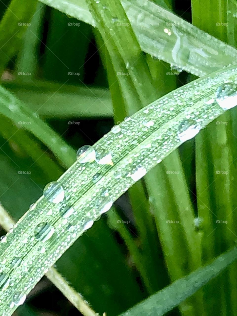 Closeup of the morning dew on a blade of grass 