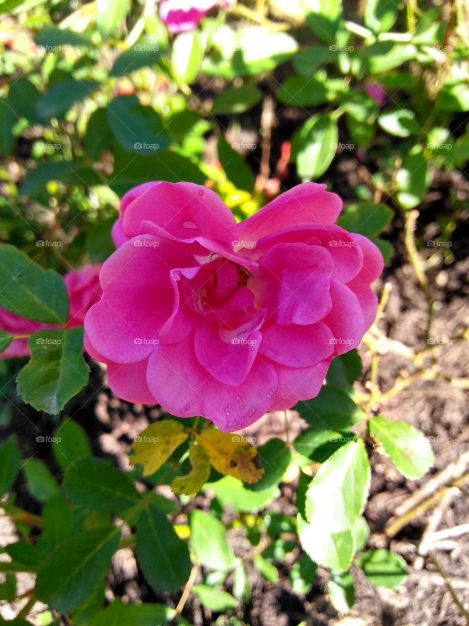 Roseira em um jardim, interior de Rio dos Cedros SC Brasil; a Rose tree in Rio dos Cedros SC Brazil.