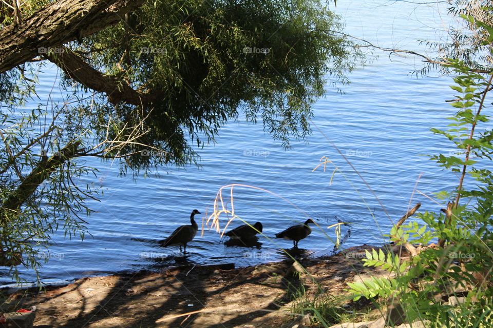 three of a kind on the Sacramento River Bank