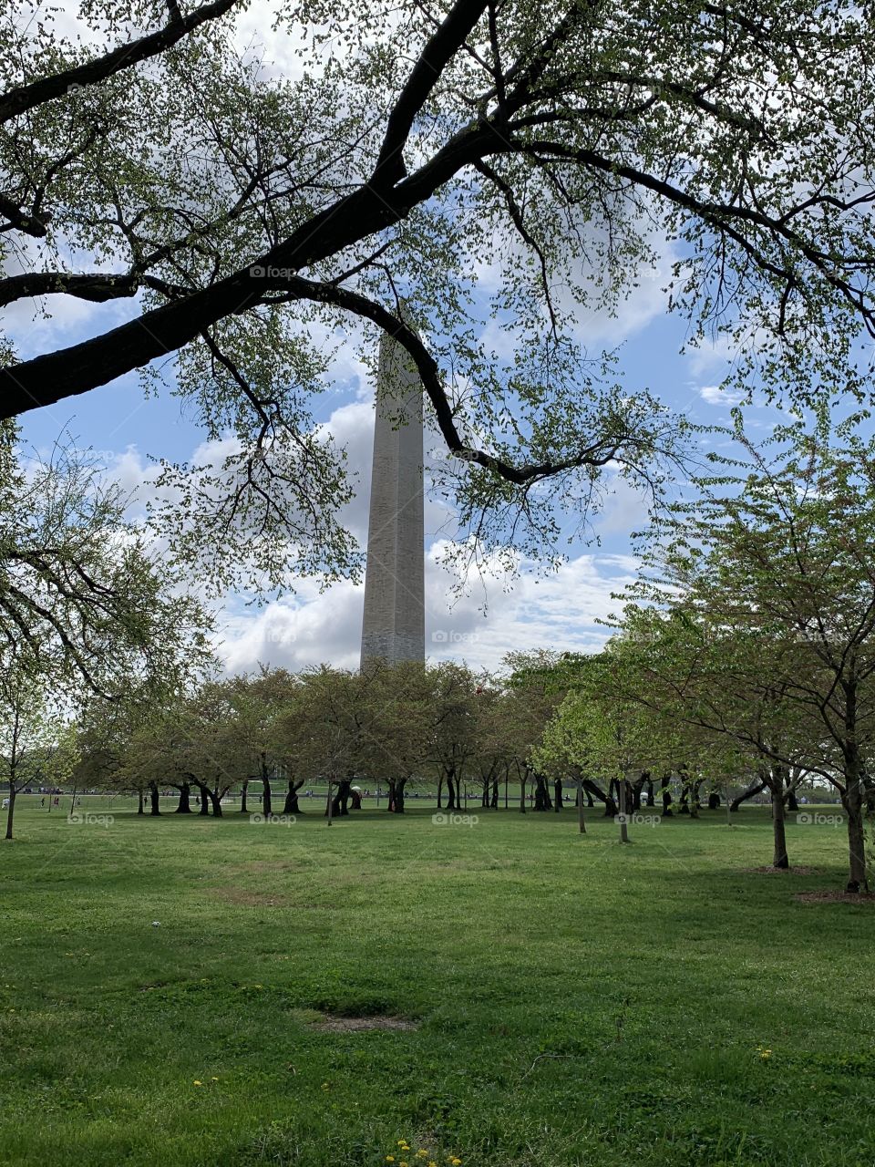 Spring in Washington DC 