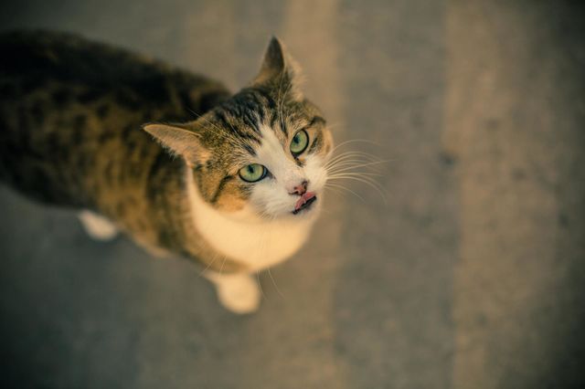 cat