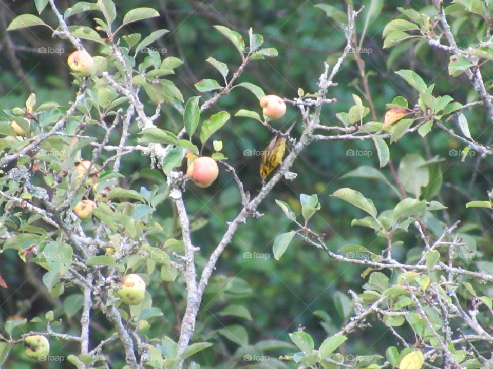 Tree, Fruit, Leaf, Nature, Branch