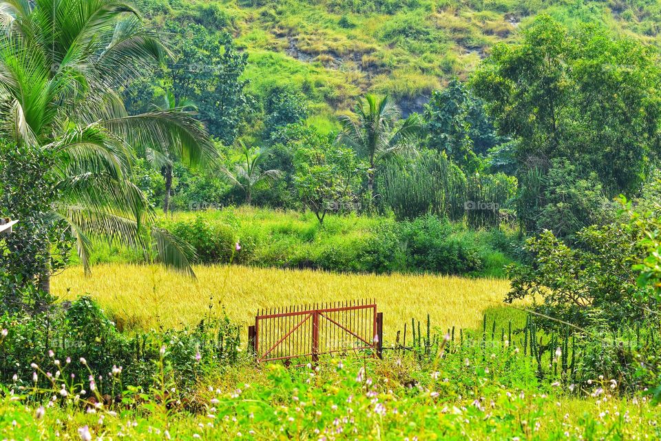 Rural landscape with fence photography from Pali Maharashtra India