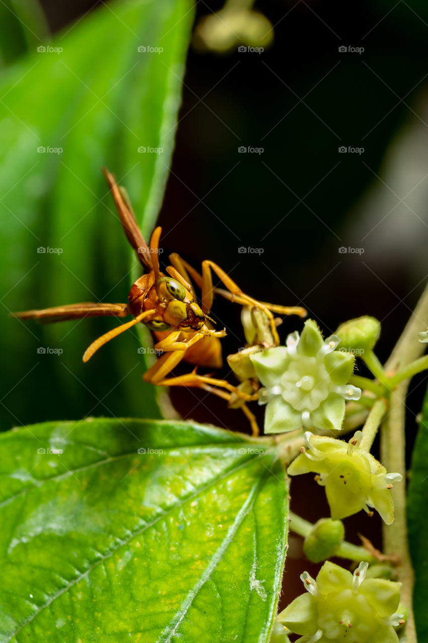 The Asian giant hornet, including the former subspecies known as the Japanese giant hornet, colloquially known as the yak-killer hornet, is the world's largest hornet, native to temperate and tropical Eastern Asia.