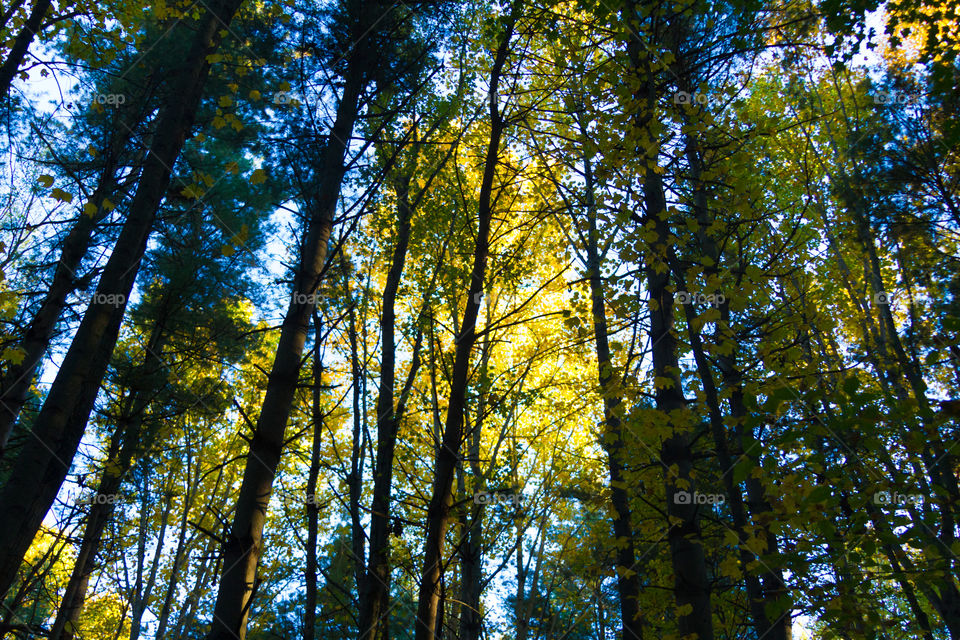 golden hour in the woods