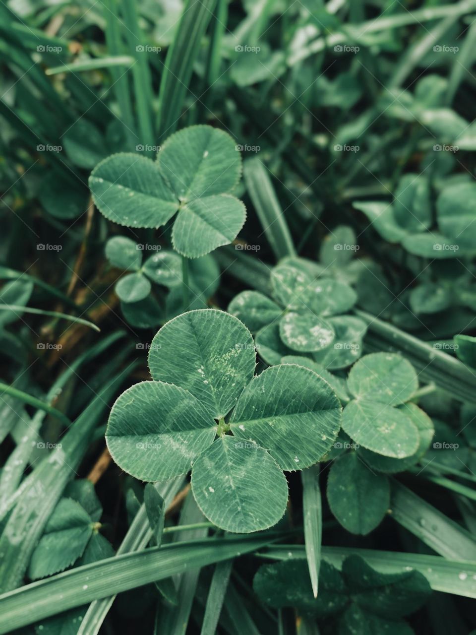 Four leafed clover