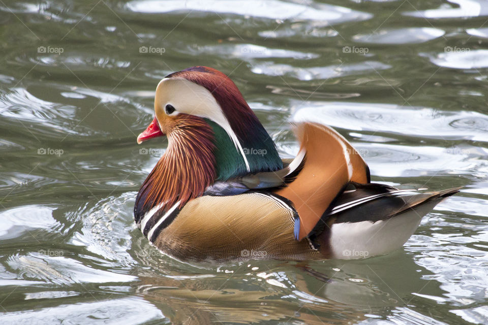 Mandarin duck swimming in the lake