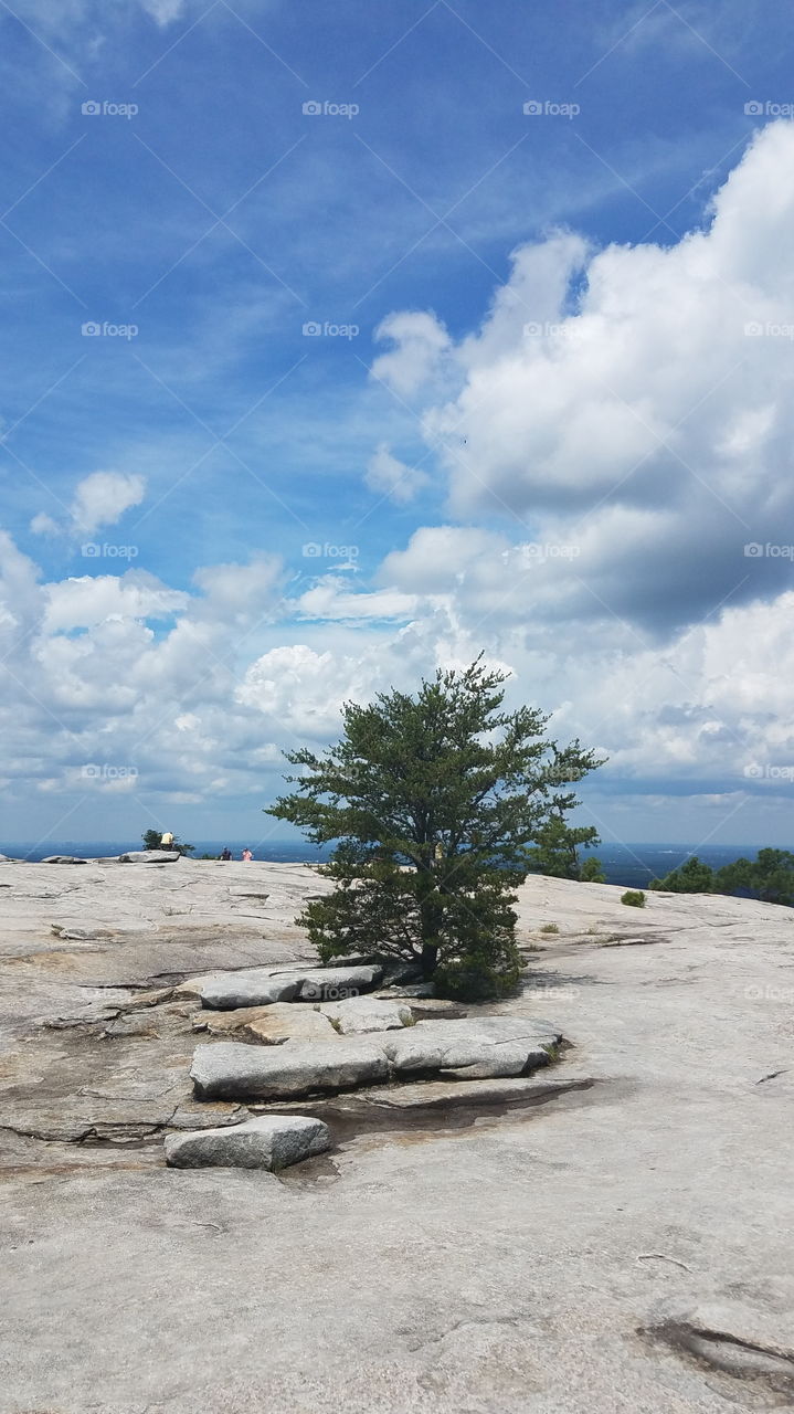 Cloudy day with single tree on exposed granite