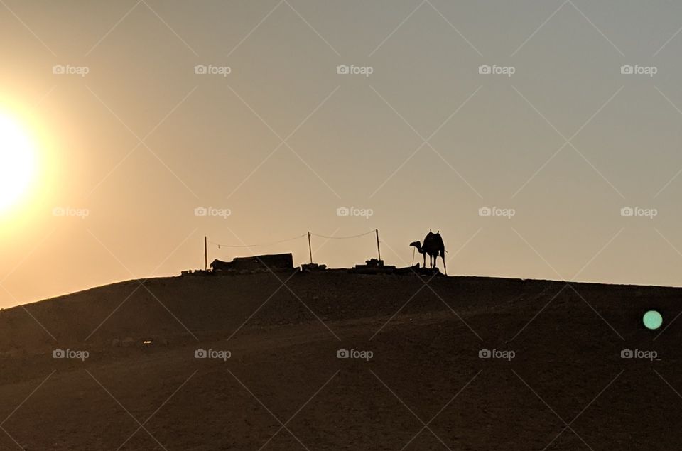 sun setting over a camel in the desert of Giza, Egypt