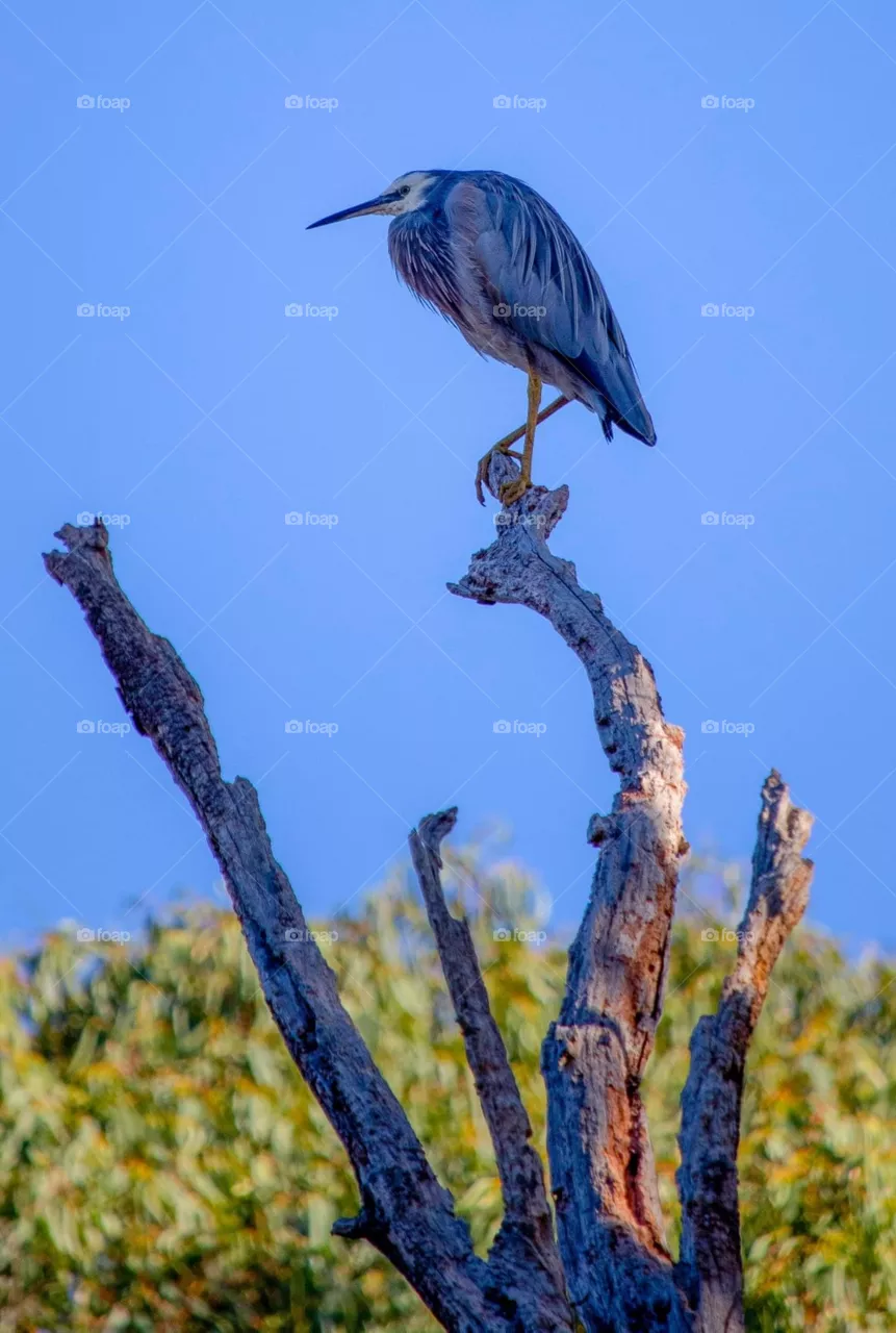 Bird
