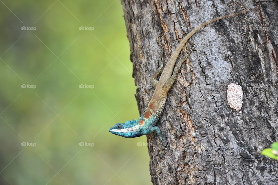 Blue-crested Lizard in Tropical Park 