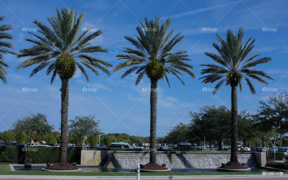 Palm Trees. Florida Palm Trees