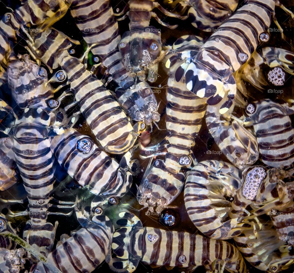 Basket of live shrimp at a local Asian market