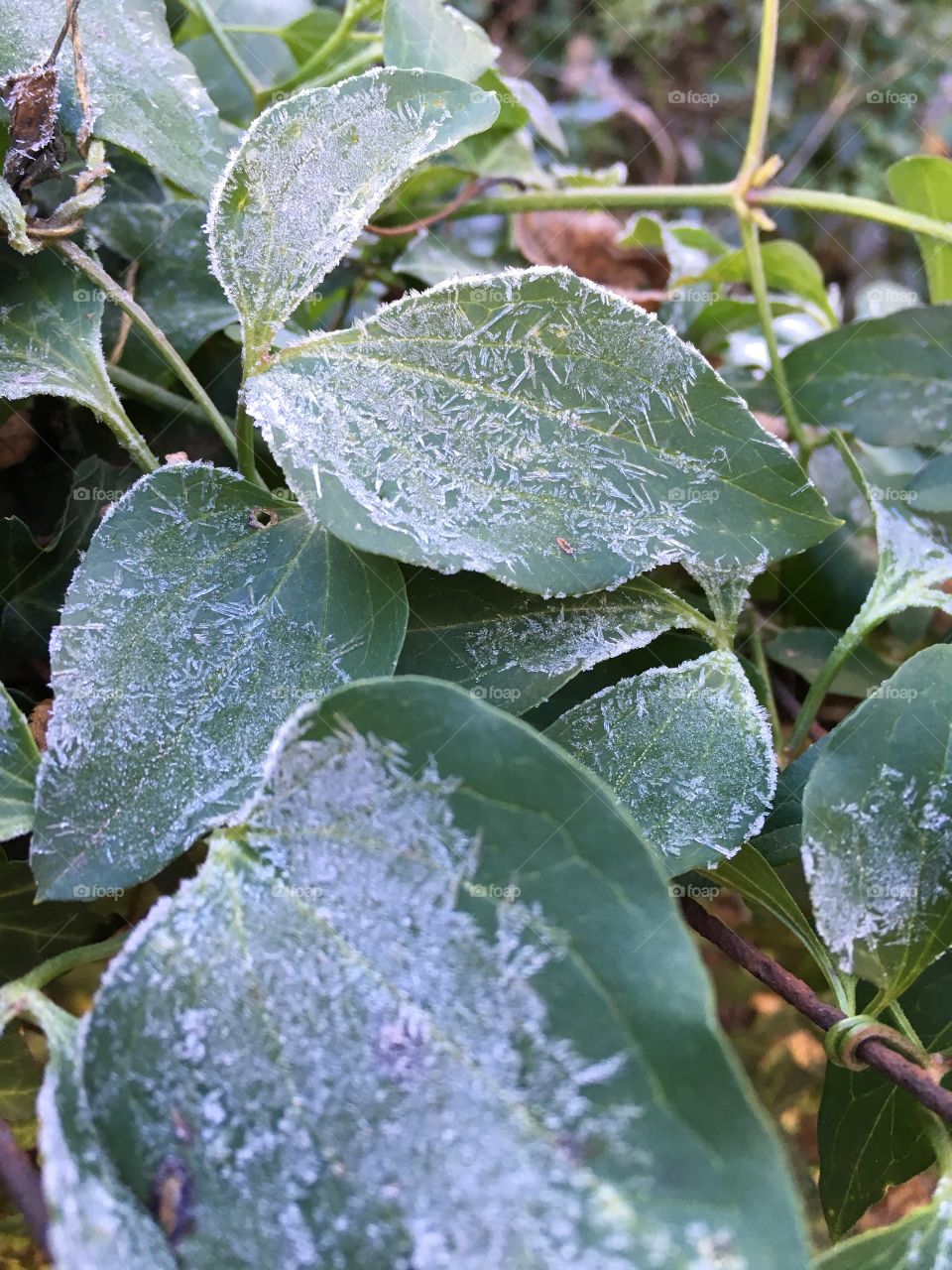 Frosty leaves 
