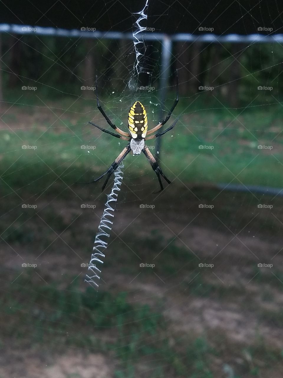 golden garden spider and its awesome web