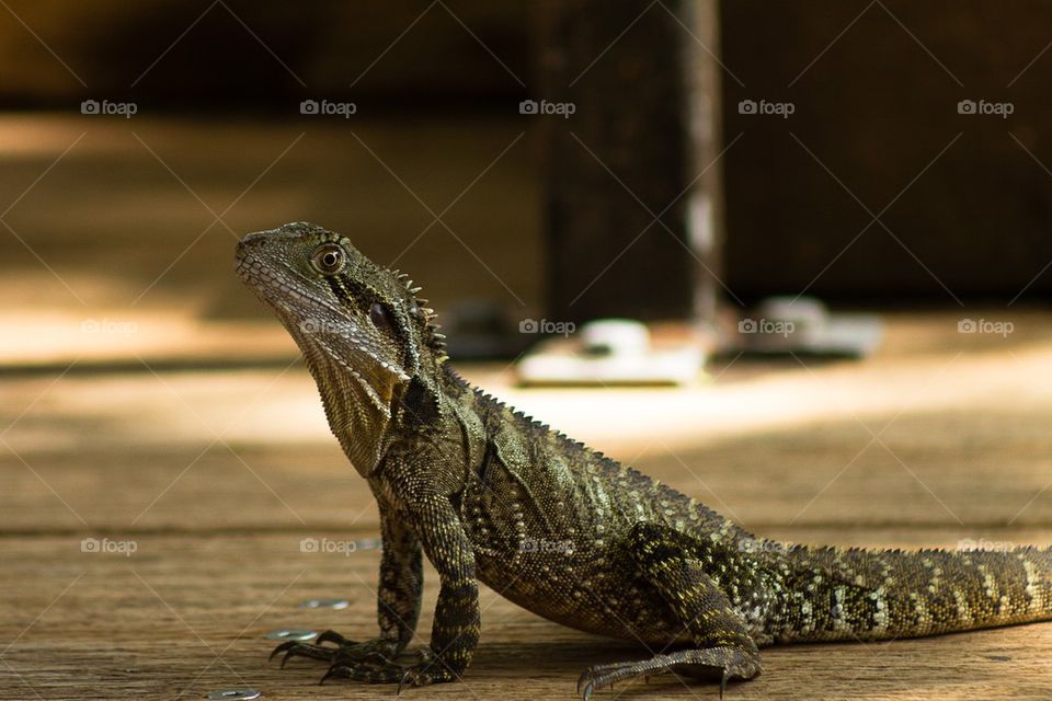 Bearded Dragon