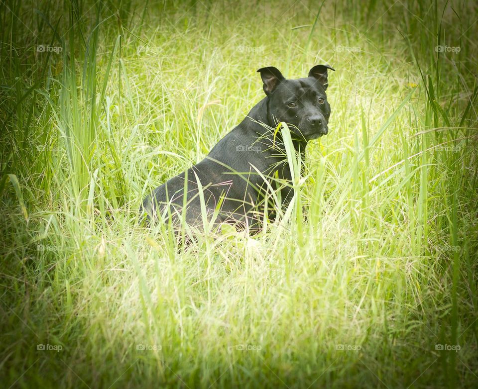 Staffy in the Grass