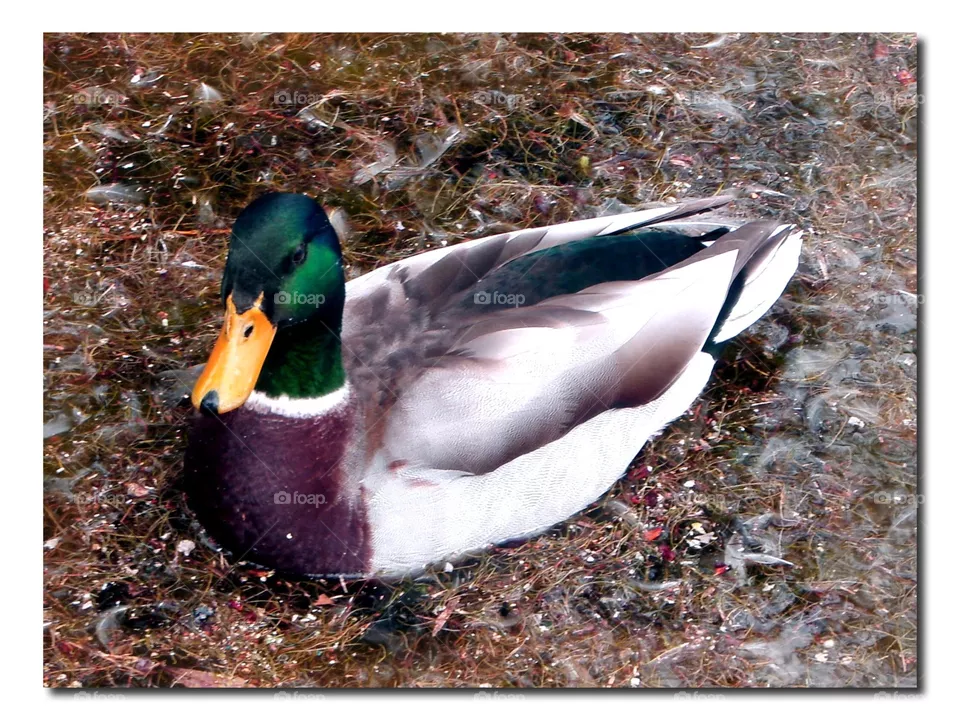 Ducky