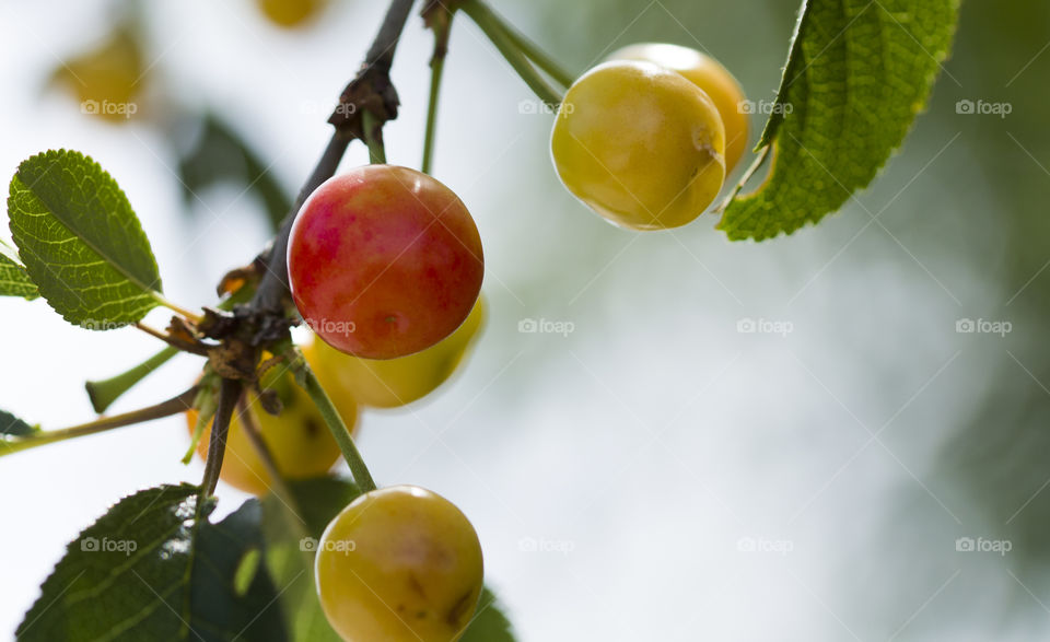 Ripe and unripe cherry on a branch in the garden. Sunlight through the branches