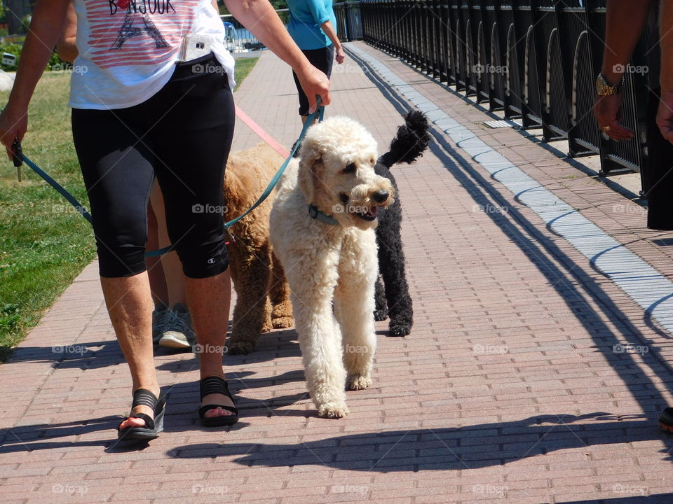 Walking our dogs on a sunny day