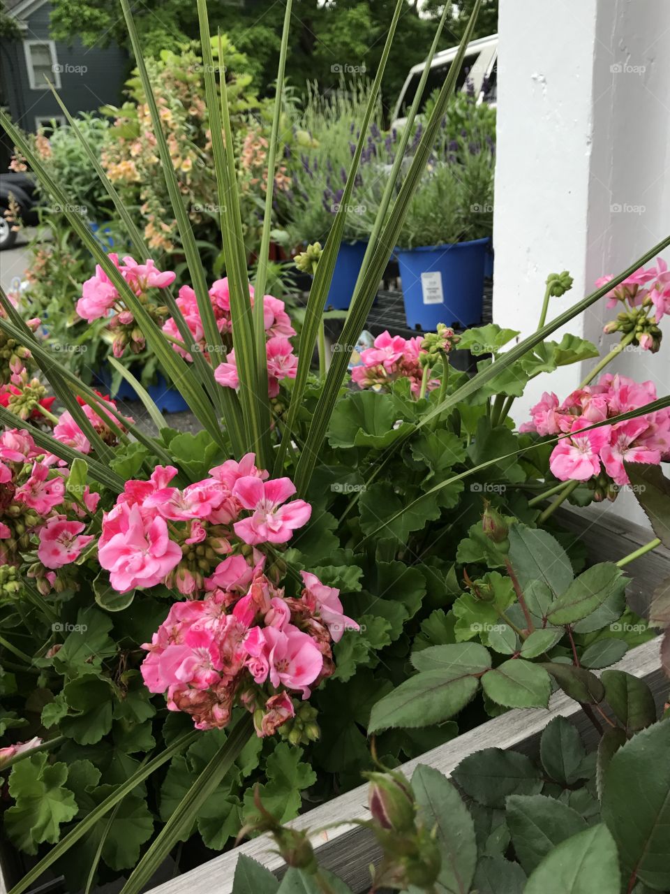 Pink flowers