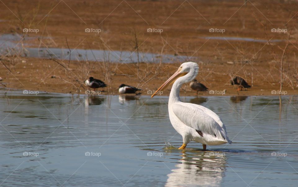 White Pelican in the Water