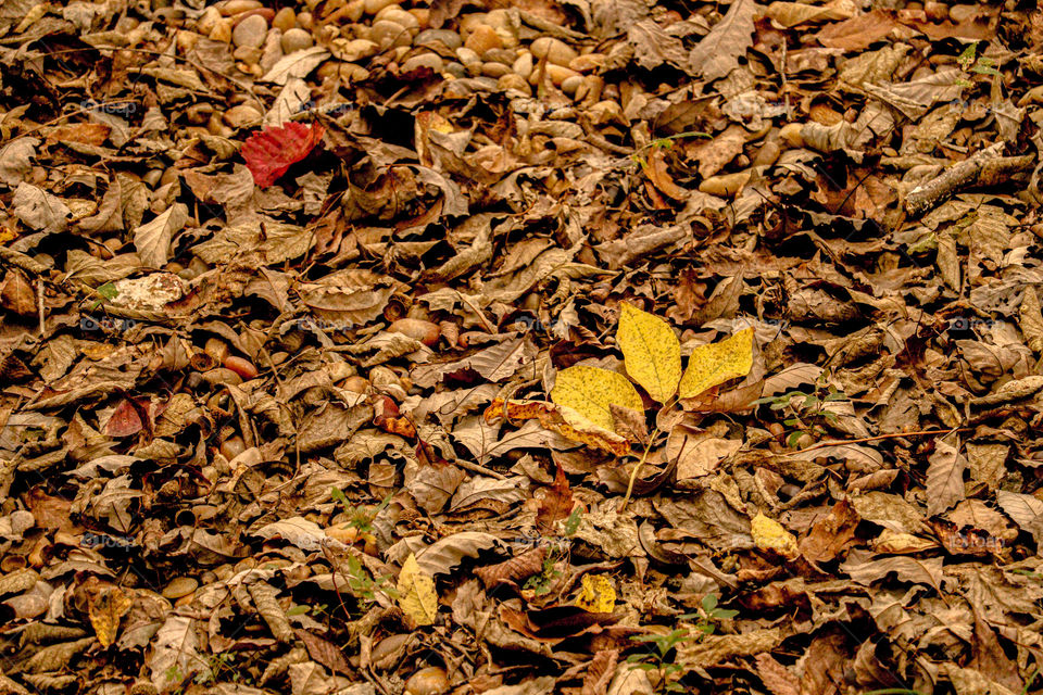 red and yellow leaves
