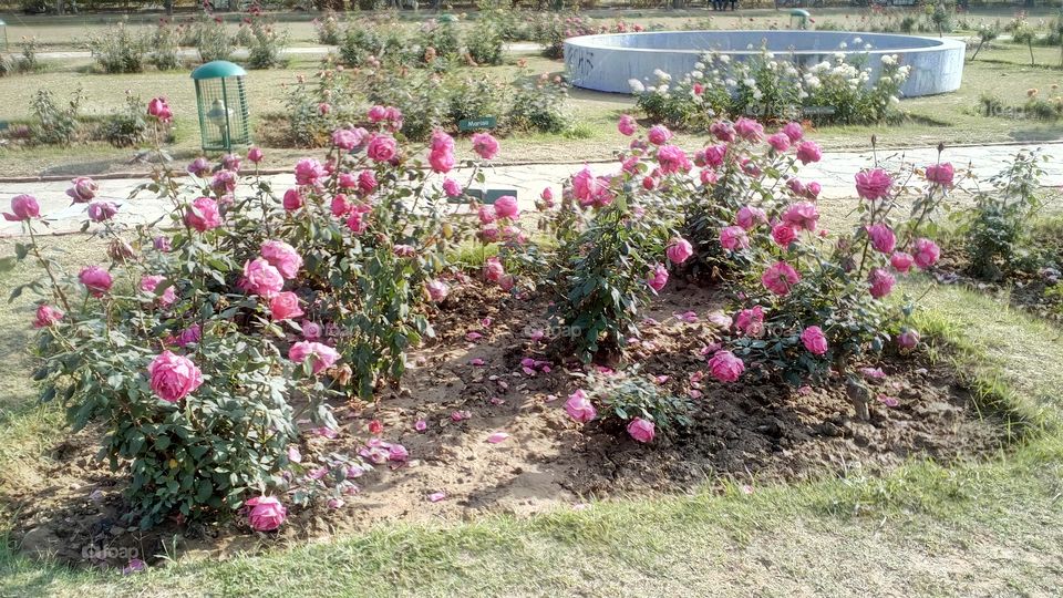 Heart touching pink flowers