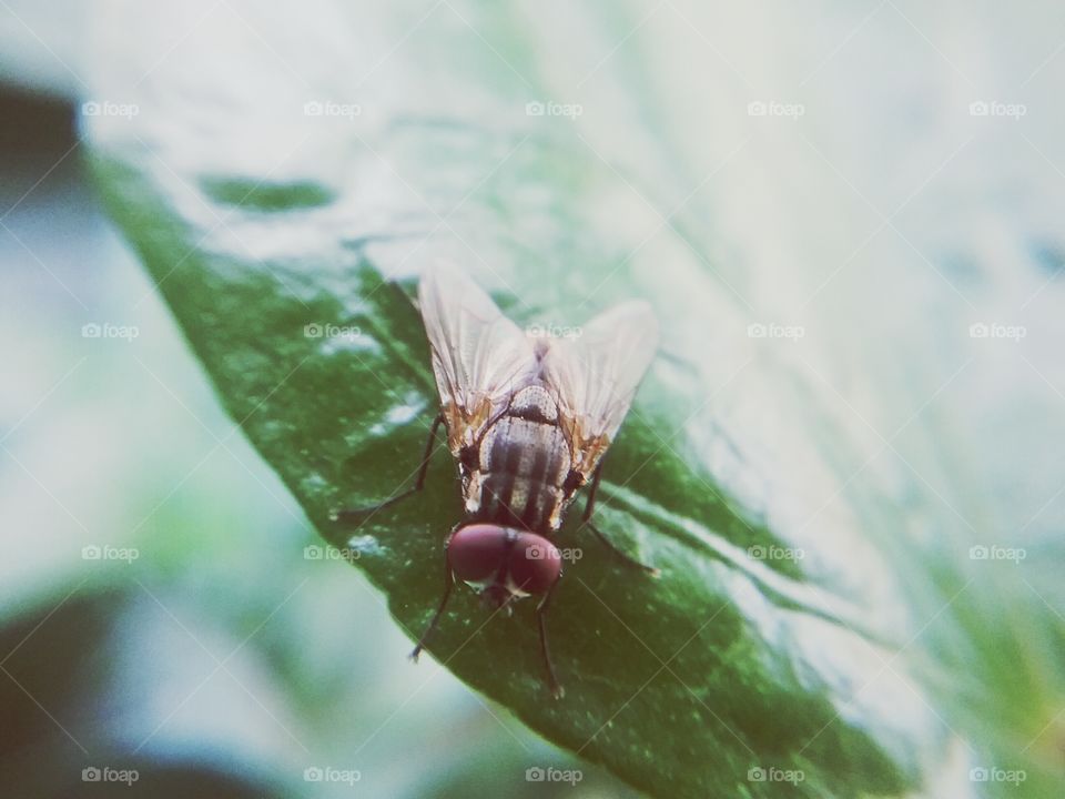 a small fly