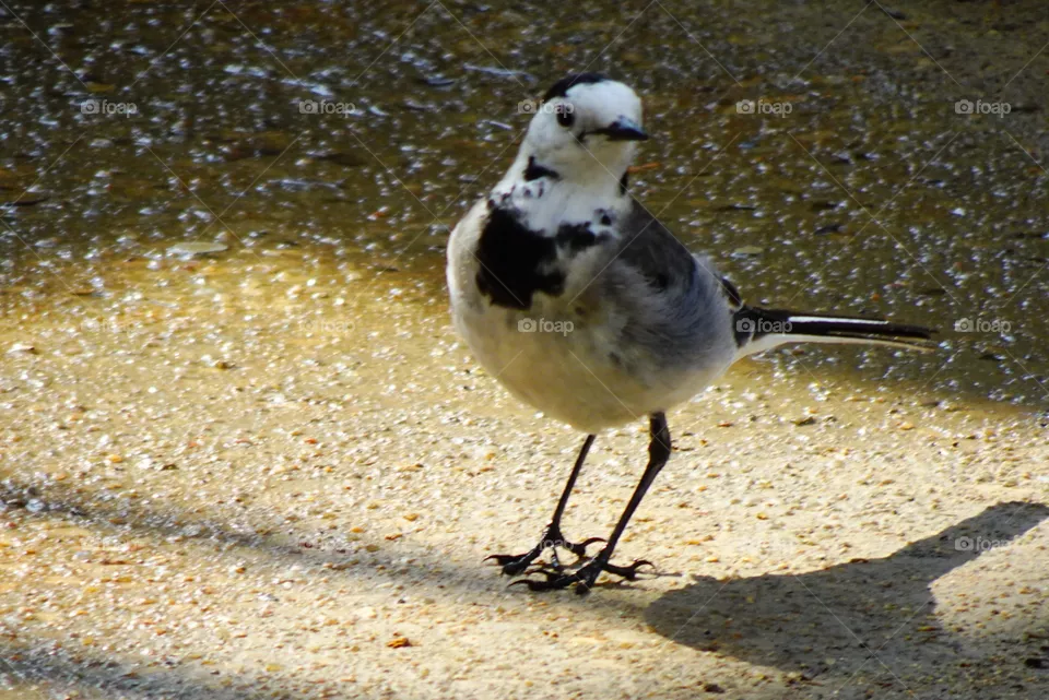 Bird