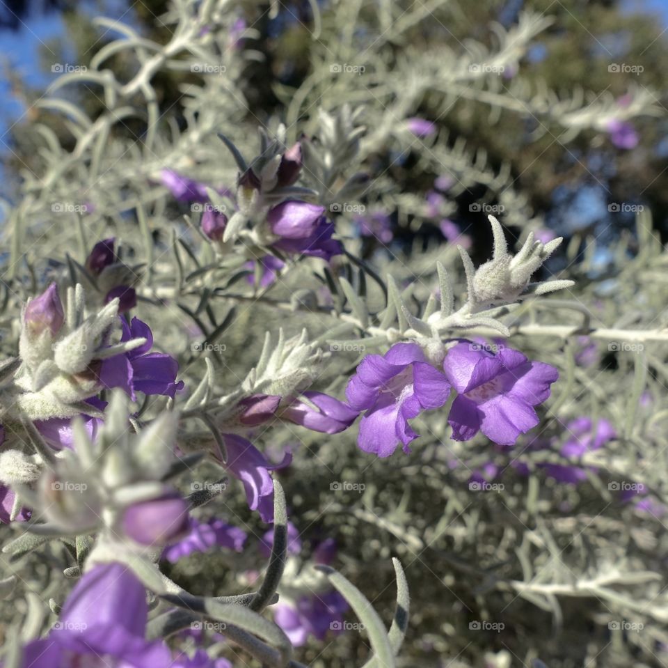 Purple wildflower in Western Australia, called silky eremophila. 